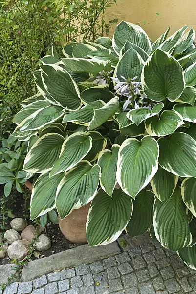 545116 - Plantain lily (Hosta) in a flower tub