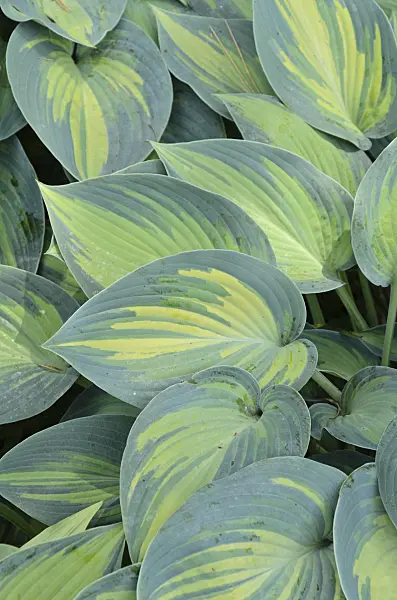 497107 - Plantain lily (Hosta June)