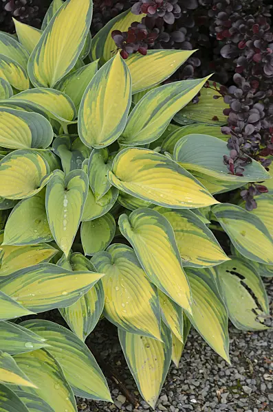 533419 - Plantain lily (Hosta June)