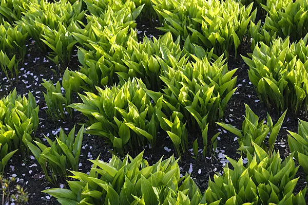 483290 - Plantain lily (Hosta lancifolia)