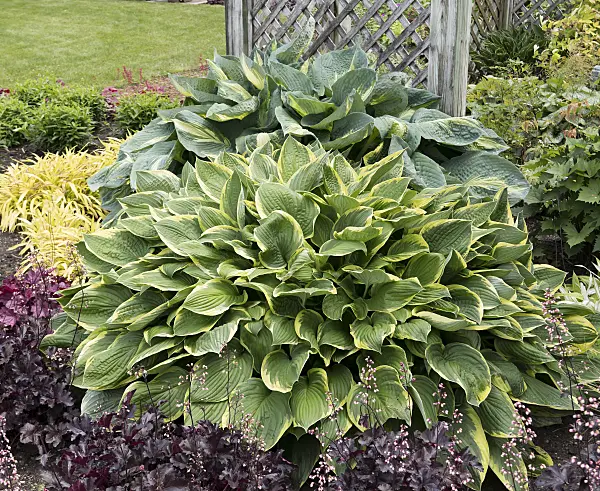 651326 - Plantain lily (Hosta montana 'Aureomarginata')