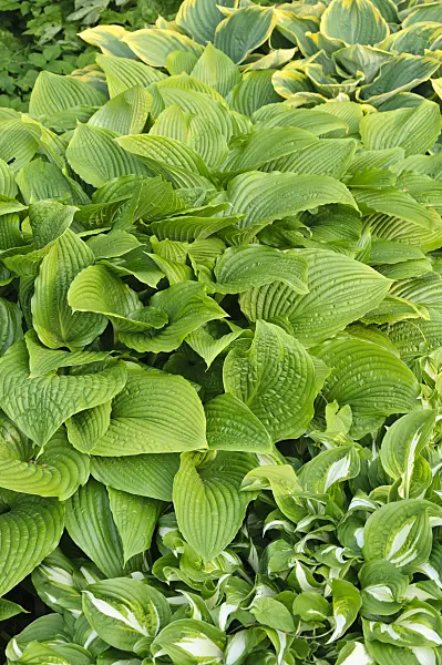 484262 - Plantain lily (Hosta montana 'Macrophylla')