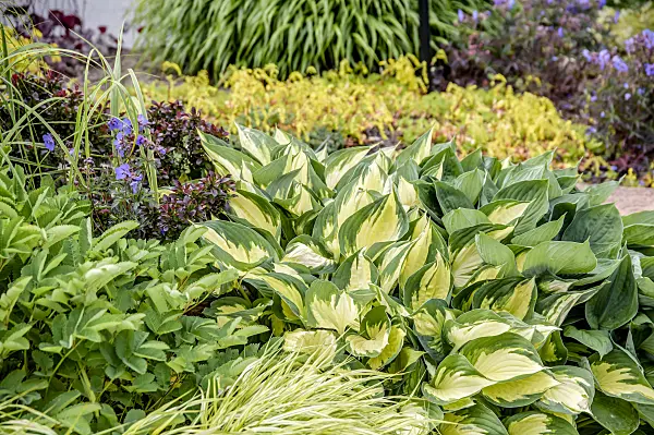 593102 - Plantain lily (Hosta Morning Light)