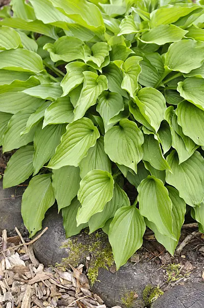 484258 - Plantain lily (Hosta nakaiana)
