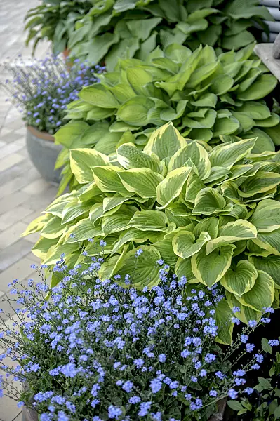 547153 - Plantain lily (Hosta nakaiana 'Golden Tiara')