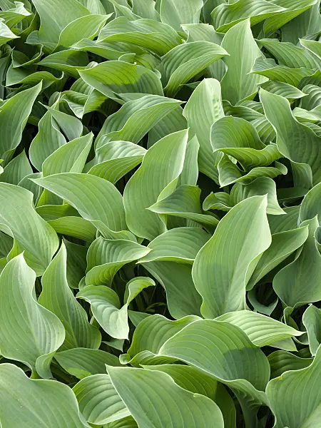 425064 - Plantain lily (Hosta nigrescens 'Krossa Regal')