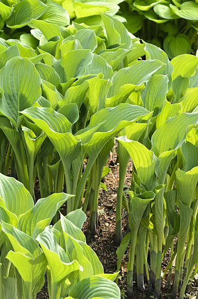 520440 - Plantain lily (Hosta nigrescens 'Krossa Regal')