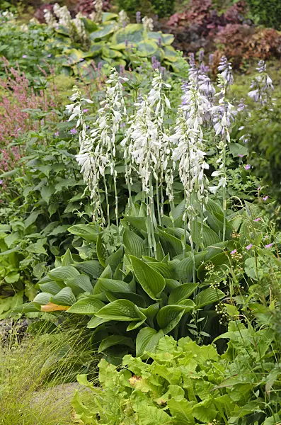 534357 - Plantain lily (Hosta nigrescens 'Krossa Regal')