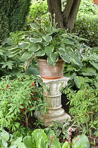 474089 - Plantain lily (Hosta) on a stone column