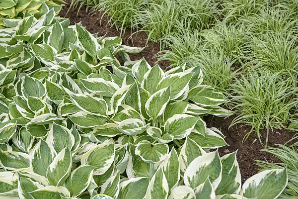 558114 - Plantain lily (Hosta Patriot)