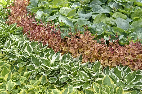 558115 - Plantain lily (Hosta Patriot), hairy alumroot (Heuchera villosa 'Marmelade') and plantain lily (Hosta Bressingham Blue)