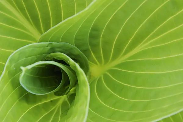 471157 - Plantain lily (Hosta Paul's Glory)