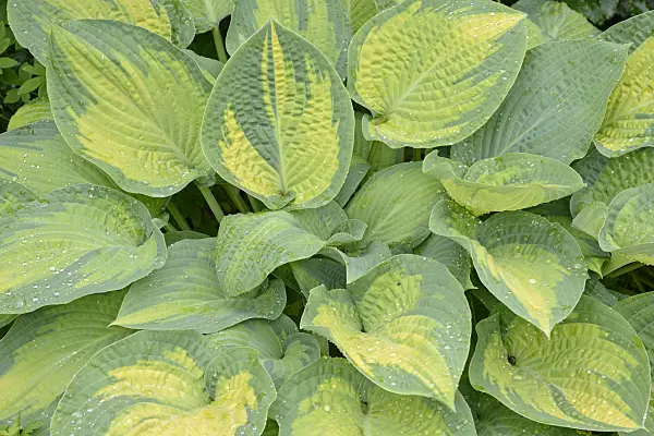 531241 - Plantain lily (Hosta Paul's Glory)
