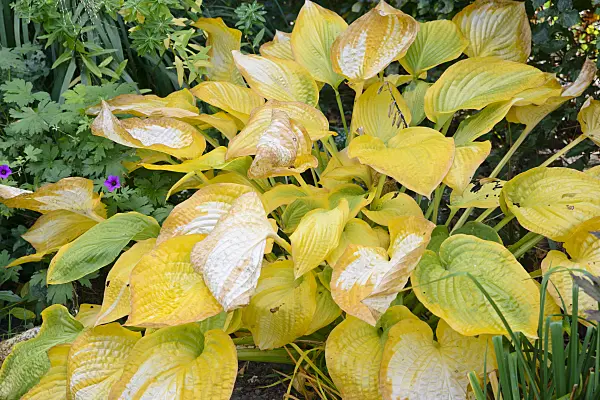 548120 - Plantain lily (Hosta Paul's Glory)