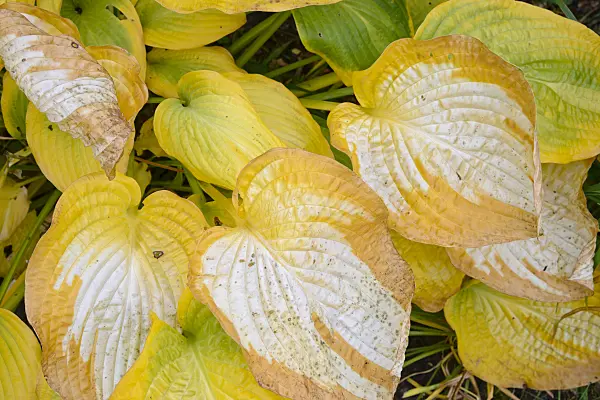 548121 - Plantain lily (Hosta Paul's Glory)