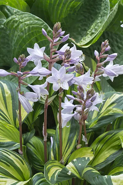 595017 - Plantain lily (Hosta Rainbow's End)