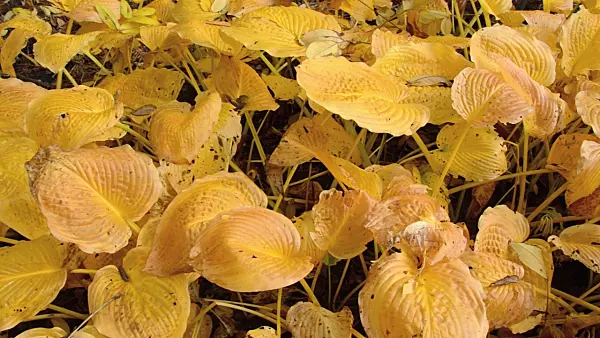 501241 - Plantain lily (Hosta sieboldiana)