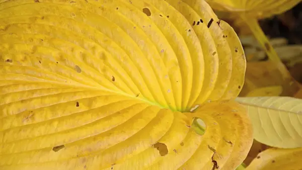 501242 - Plantain lily (Hosta sieboldiana)