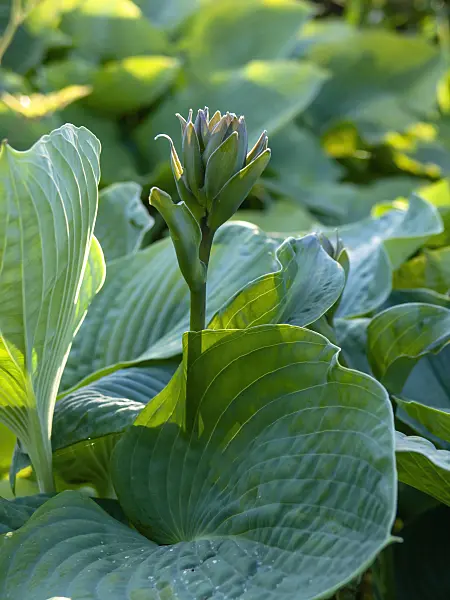 438191 - Plantain lily (Hosta sieboldiana 'Elegans')