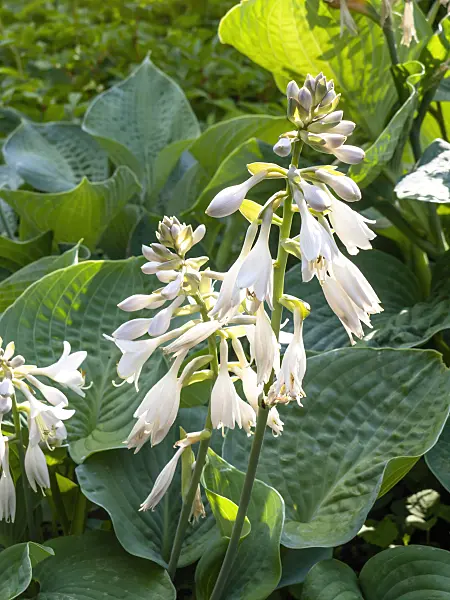 439017 - Plantain lily (Hosta sieboldiana 'Elegans')