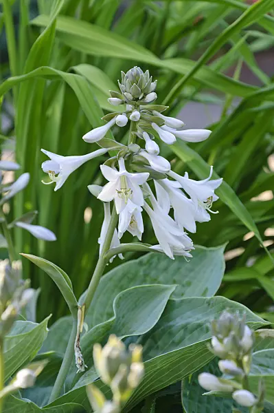 473163 - Plantain lily (Hosta sieboldiana 'Elegans')