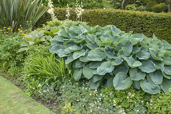 547154 - Plantain lily (Hosta sieboldiana 'Elegans')