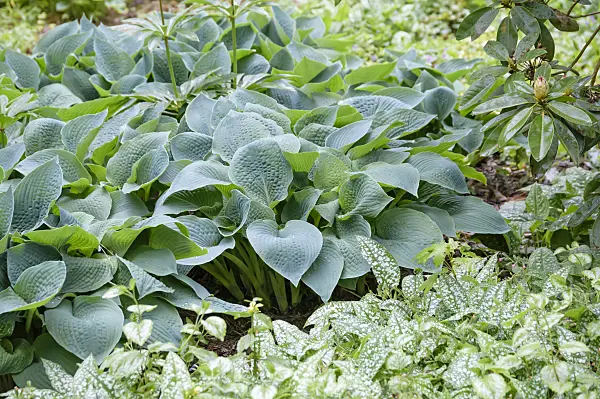 593103 - Plantain lily (Hosta sieboldiana 'Elegans')