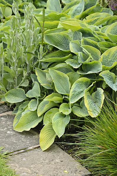 533482 - Plantain lily (Hosta sieboldiana 'Frances Williams')