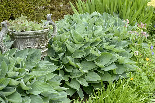 547155 - Plantain lily (Hosta sieboldiana 'Tokudama')