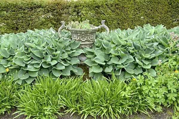 547156 - Plantain lily (Hosta sieboldiana 'Tokudama')