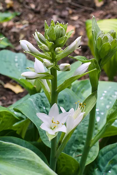 672086 - Plantain lily (Hosta Spilt Milk)