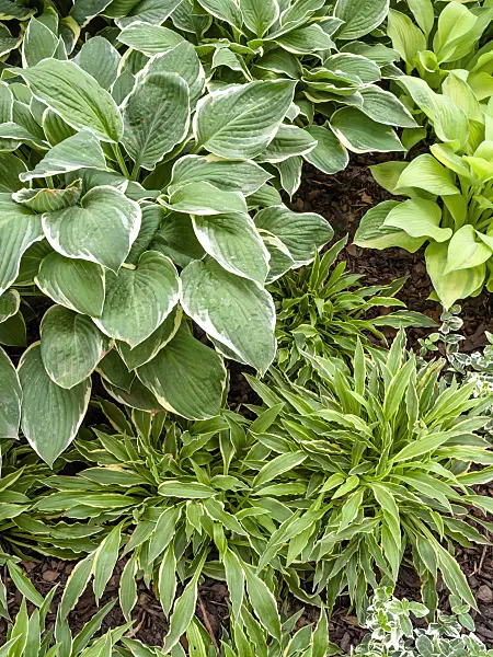 426030 - Plantain lily (Hosta Stiletto, Hosta Fringe Benefit and Hosta Pascal)