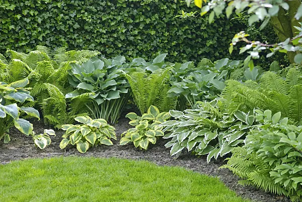 502220 - Plantain lily (Hosta undulata 'Albomarginata')