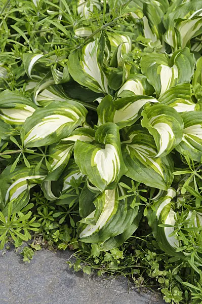 484239 - Plantain lily (Hosta undulata 'Univittata')