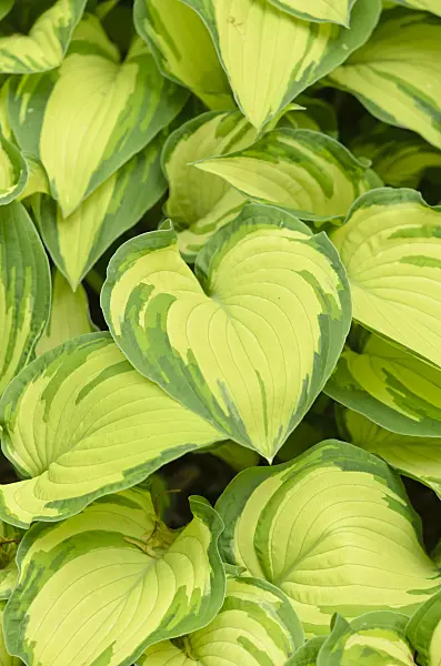 533242 - Plantain lily (Hosta ventricosa 'Aureomaculata')