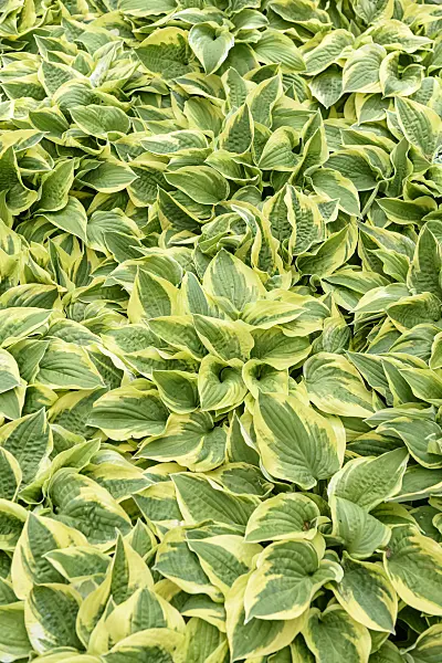 558117 - Plantain lily (Hosta Wide Brim)
