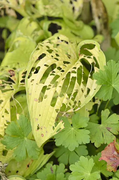 534503 - Plantain lily (Hosta) with feeding traces