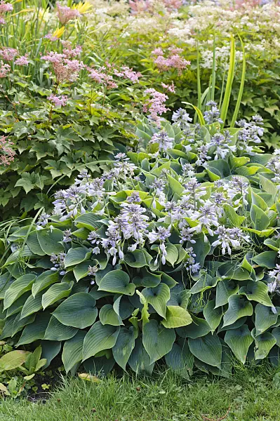486206 - Plantain lily (Hosta x tardiana)