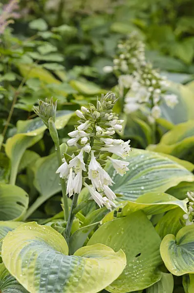 521445 - Plantain lily (Hosta x tardiana 'Bright Glow')