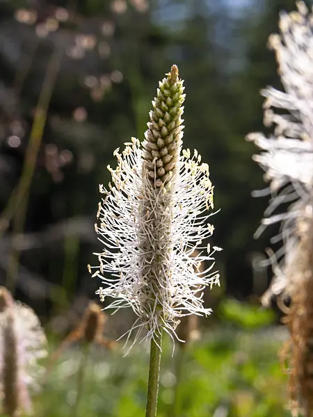 439216 - Plantain (Plantago)