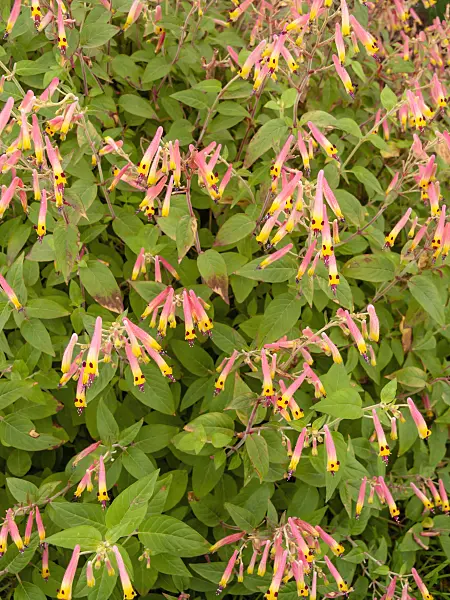 426037 - Plante cigarette (Cuphea cyanea 'Harlekin')