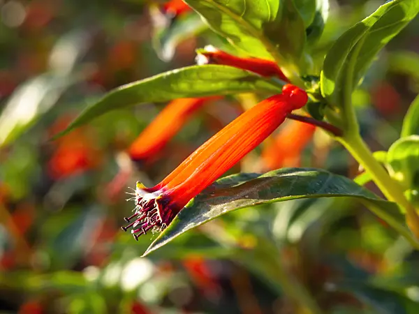 428095 - Plante cigarette (Cuphea ignea)