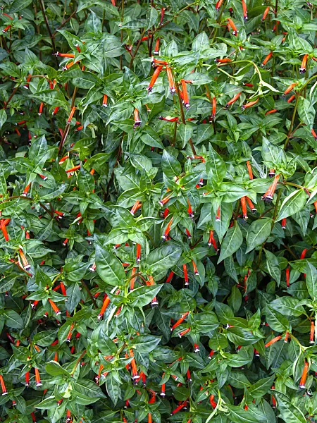464012 - Plante cigarette (Cuphea ignea)