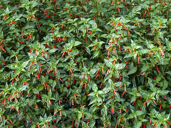 464026 - Plante cigarette (Cuphea ignea)
