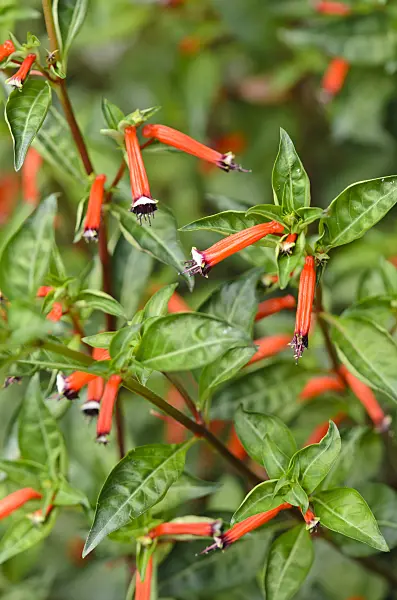 523019 - Plante cigarette (Cuphea ignea)