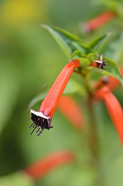 523265 - Plante cigarette (Cuphea ignea)