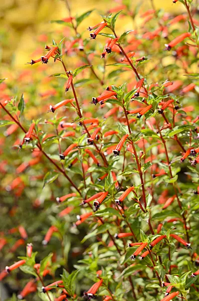535223 - Plante cigarette (Cuphea ignea)