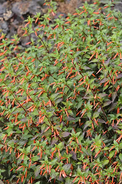 549057 - Plante cigarette (Cuphea ignea)