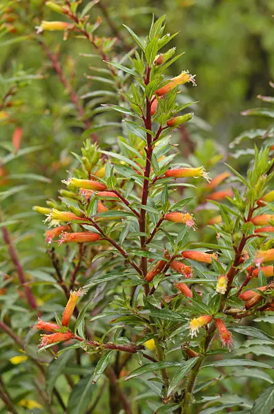 549104 - Plante cigarette (Cuphea micropetala)