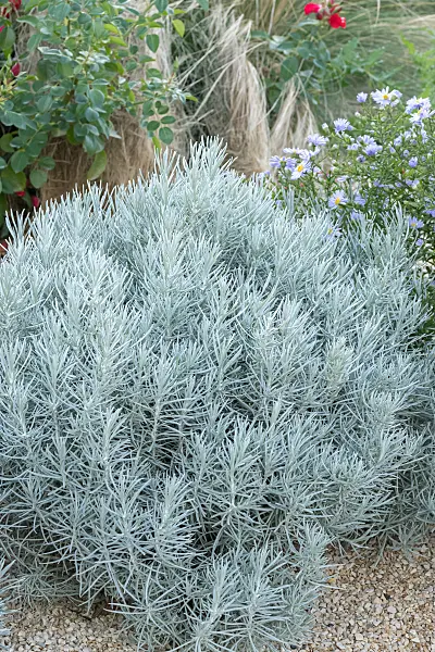 664174 - Plante curry (Helichrysum italicum 'Silbernadel')